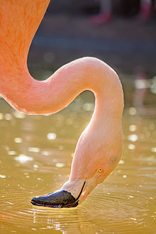 Flamingo (Chilean National Zoo)