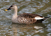 Spot-billed Duck (Anas poecilorhyncha) in Hyderabad, India