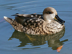 Marbled Duck, or Marbled Teal (Marmaronetta angustirostris)