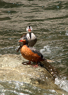 Torrent Duck (Merganetta armata)