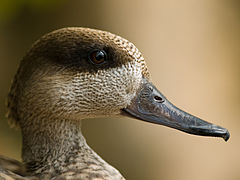 Crested Duck (Lophonetta specularioides)