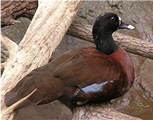 The Hartlaub's Duck (Pteronetta hartlaubii) is a dark chestnut-coloured duck of African forests