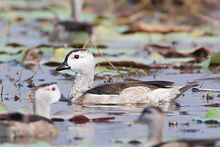 Cotton Pygmy Goose  - male in Thailand