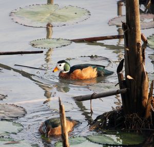 The African Pygmy Goose (Nettapus auritus) is a very small perching duck from sub-Saharan Africa.