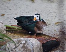 African Pygmy Goose - Houston Zoo