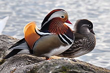 The Mandarin Duck (Aix galericulata), or just Mandarin, is a medium-sized perching duck, closely rel