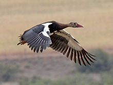 Spur-winged Goose