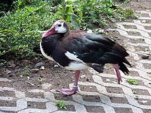 Spur-winged Goose - De Hoop Nature Reserve, South Africa