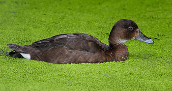 Female A. australis, the only Australian representative of Aythyinae