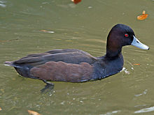 Male Southern Pochard