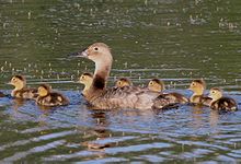 Canvasback - female with ducklings