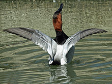 Drake canvasback stretching wings