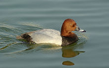 The Common Pochard, Aythya ferina, is a medium-sized diving duck.