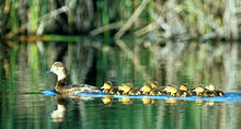 The Redhead - female with ducklings