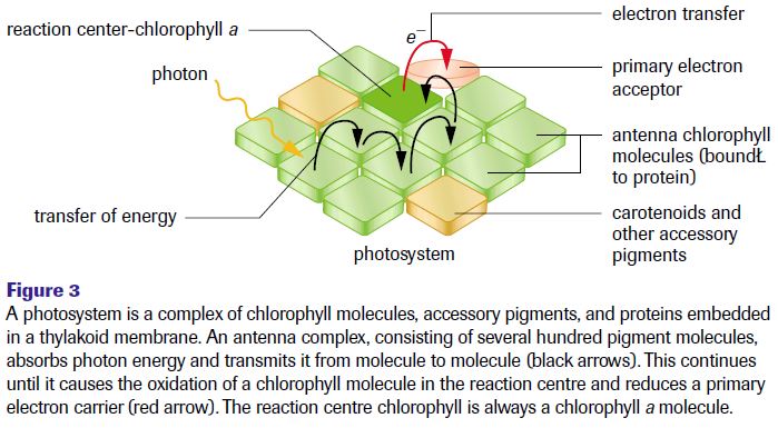 Antenna Complex