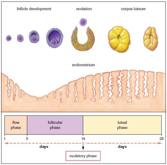 Menstrual Cycle