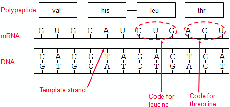 Gene Expression