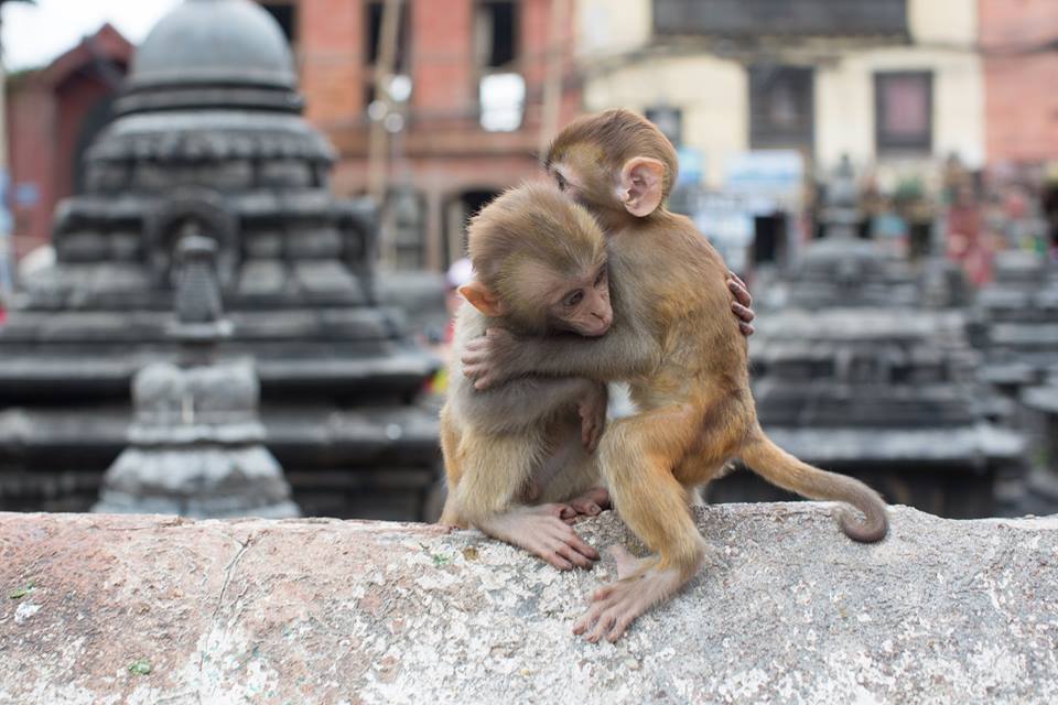 Just two baby monkeys hugging