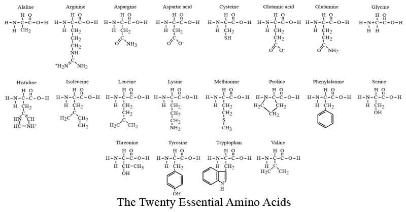 Diagram of the Twenty Essential Amino Acids