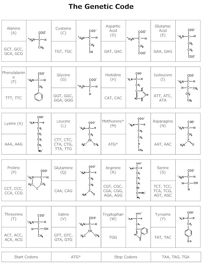 Amino Acids Structures and Diagrams