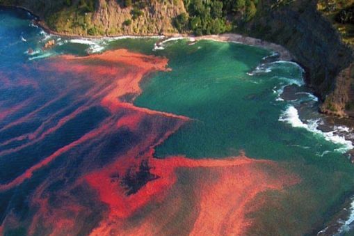 Red Tide