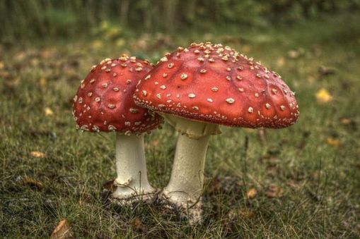 Death cap (Amanita phalloides) is New Zealand’s most poisonous toadstool – and one of the most poiso