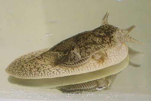 The grey side-gilled sea slug Pleurobranchaea maculata. The discovery of tetrodotoxin in this slug i