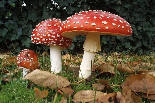 The toxin muscarine comes from the mushroom Amanita muscaria, more commonly known as fly agaric or m