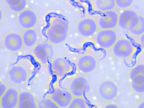 Trypanosoma