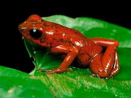 Poison Dart Frog