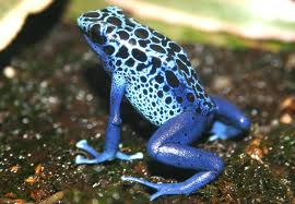 Poison Dart Frog