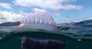 Portugese Man Of War Jellyfish