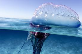 Portugese Man Of War Jellyfish