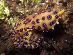 Blue Ringed Octopus