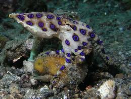 Blue Ringed Octopus