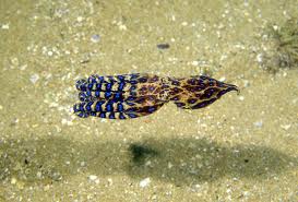 Blue Ringed Octopus