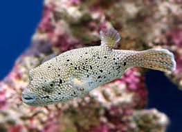 Spotted Pufferfish