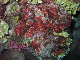 Red Algae