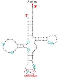 Transfer RNA (tRNA) Structure