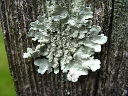 Lichens