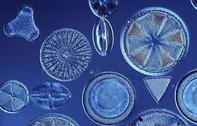 Diatom