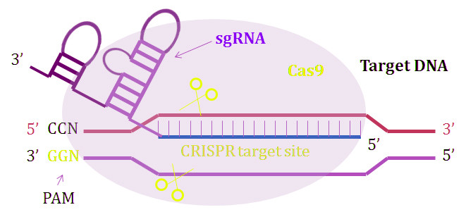 CRISPR-Cas9 System for In Vivo Genome Editing Experiments
