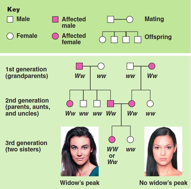 Pedigree analysis (Widows Peak)