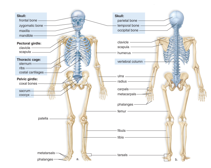 The human skeleton