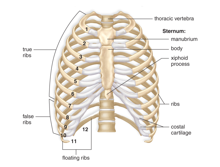 The Rib Cage