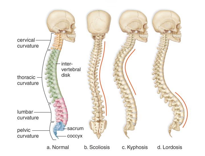 Spinal Curvatures