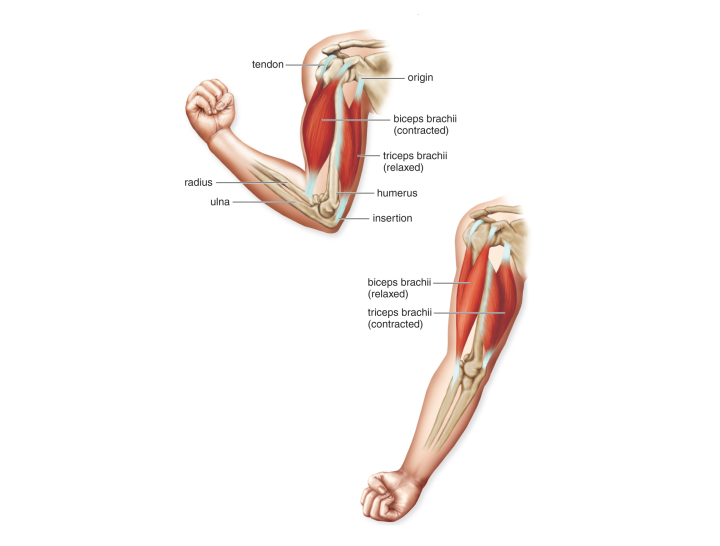 Antagonistic Muscles