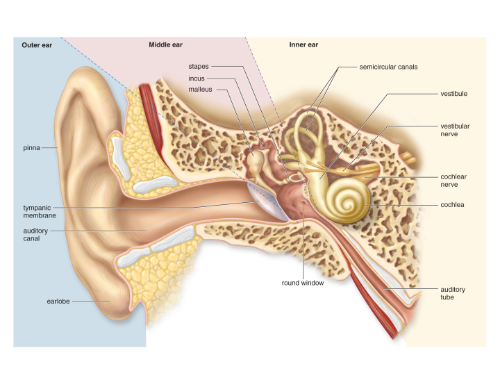 Parts of the ear