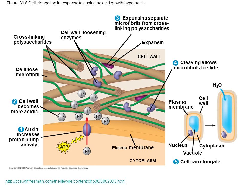 cell membrane