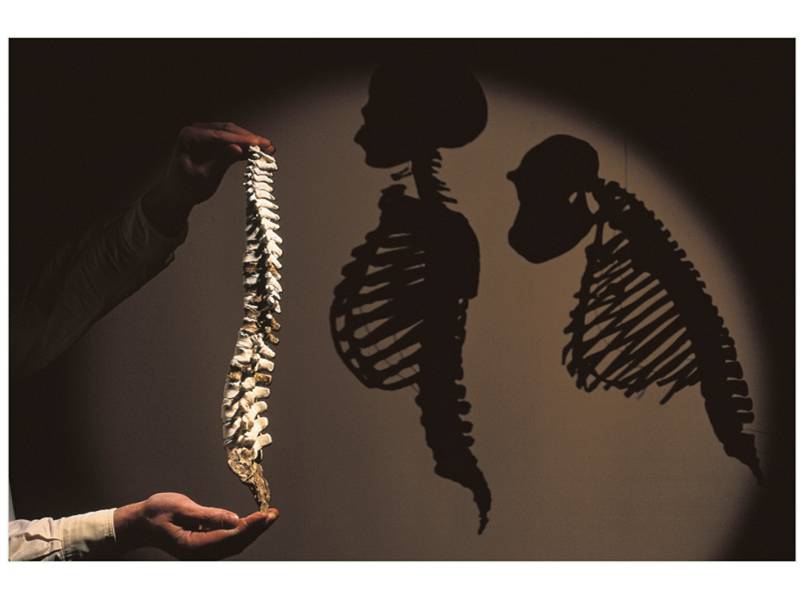 Reconstructed Australopithecus afarensis spine shows that species walked upright. 